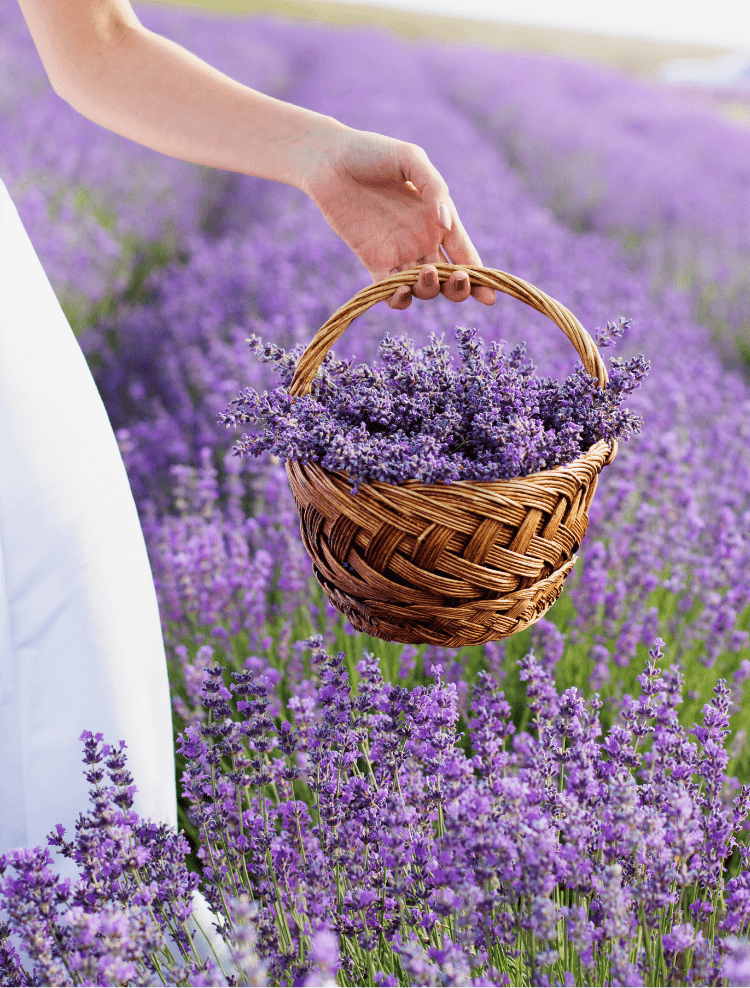 Lavender_Field