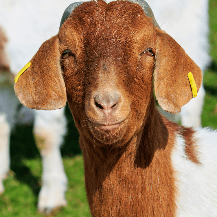Goats_Milk