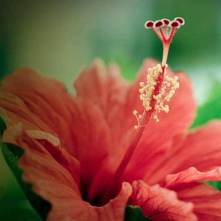 Hibiscus_Flower